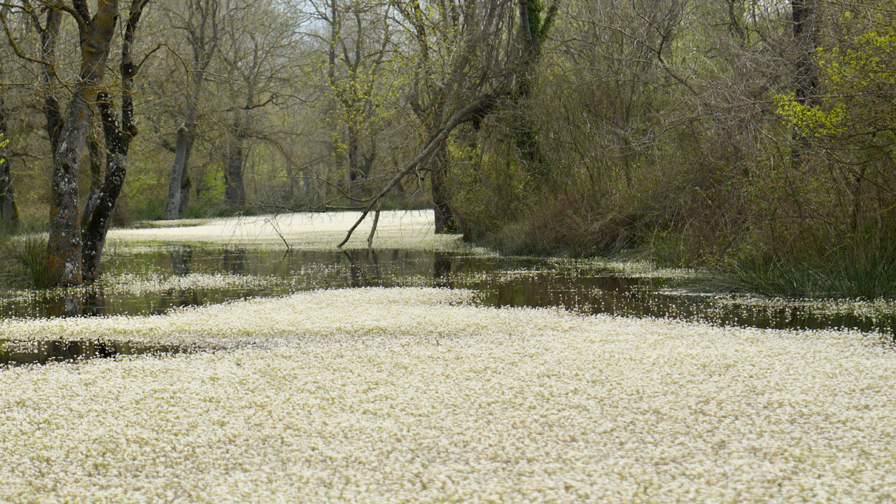 Foto - Su papatyaları göz kamaştırdı! Kızılırmak Deltası'nda bahar büyüsü