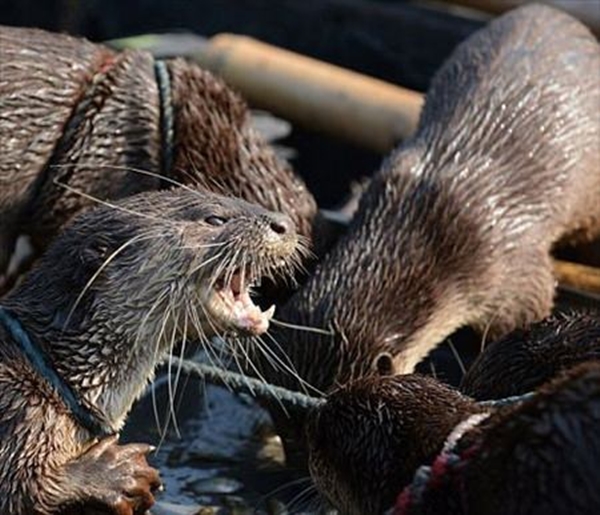 Foto - Su samurlarından inanılmaz balık avlama yöntemi