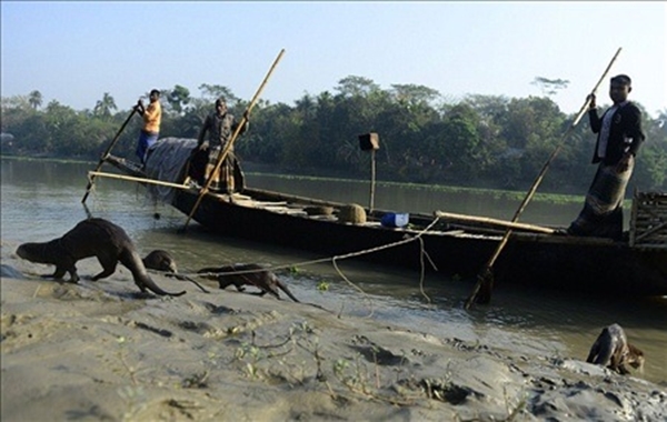 Foto - Su samurlarından inanılmaz balık avlama yöntemi