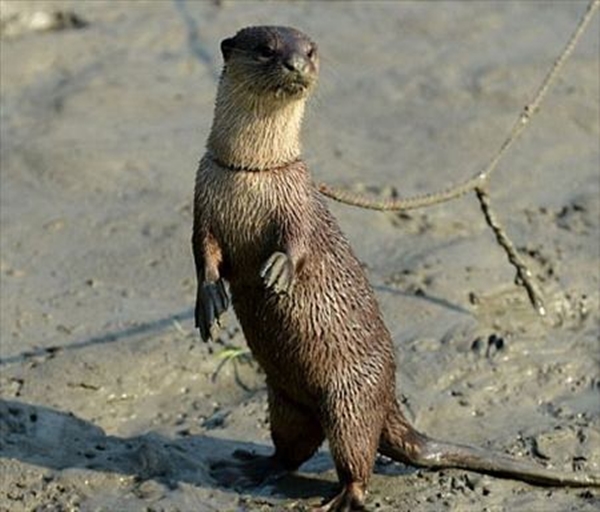 Foto - Su samurlarından inanılmaz balık avlama yöntemi