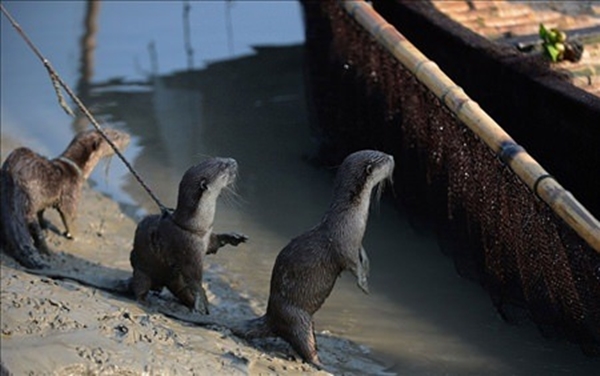 Foto - Su samurlarından inanılmaz balık avlama yöntemi