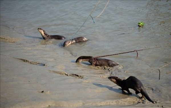 Foto - Su samurlarından inanılmaz balık avlama yöntemi