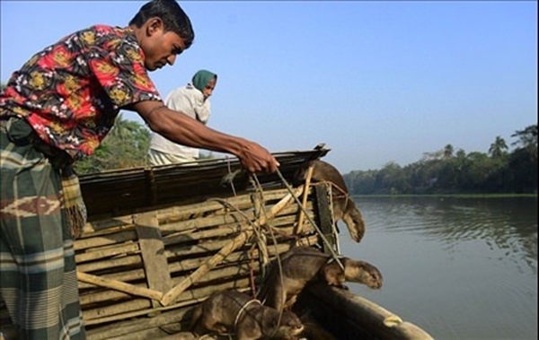Foto - Su samurlarından inanılmaz balık avlama yöntemi