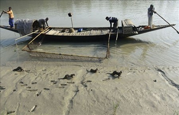 Foto - Su samurlarından inanılmaz balık avlama yöntemi
