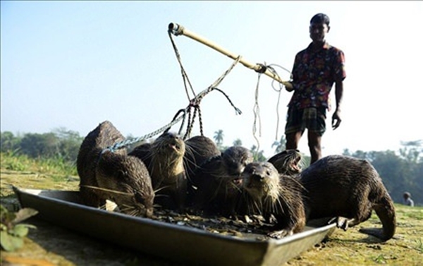 Foto - Su samurlarından inanılmaz balık avlama yöntemi