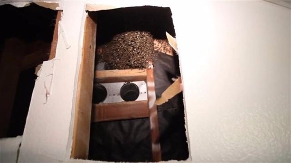 Foto - Su sayacı kutusunu açınca şok oldular!