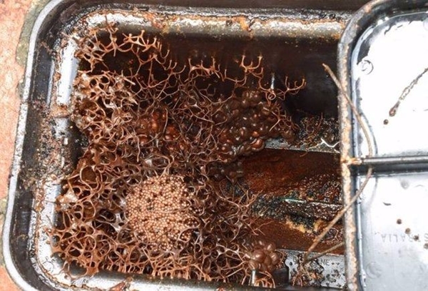 Foto - Su sayacı kutusunu açınca şok oldular!