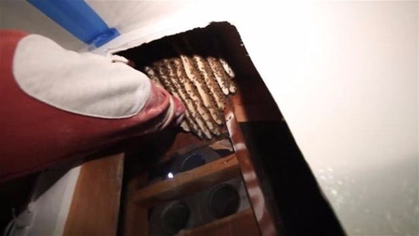 Foto - Su sayacı kutusunu açınca şok oldular!