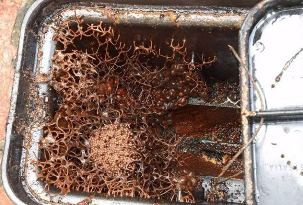  Su sayacını açtıklarında şok oldular!