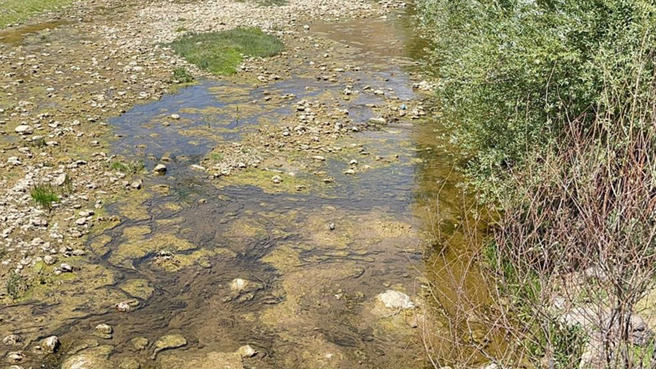 Foto - Su seviyesi düştü, yaşam durdu! Bir balık türü yok olma tehlikesiyle karşı karşıya