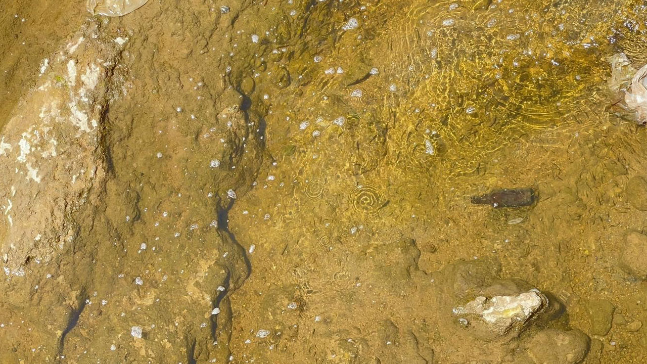 Foto - Su seviyesi düştü, yaşam durdu! Bir balık türü yok olma tehlikesiyle karşı karşıya
