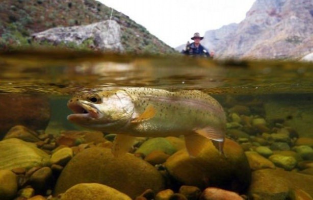 Foto - Sualtı dünyasından ilginç kareler