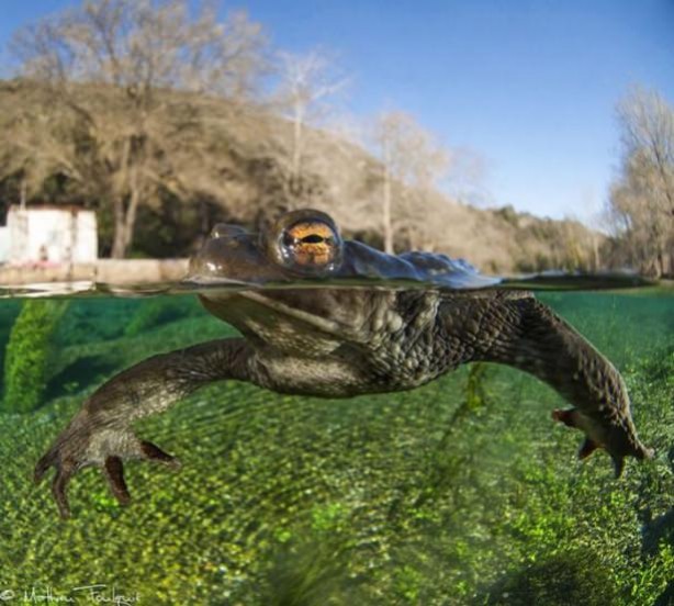 Foto - Sualtı dünyasından ilginç kareler