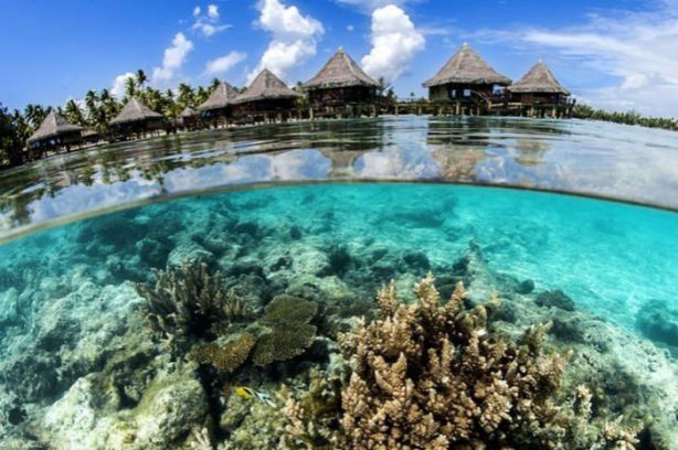 Foto - Sualtı dünyasından ilginç kareler