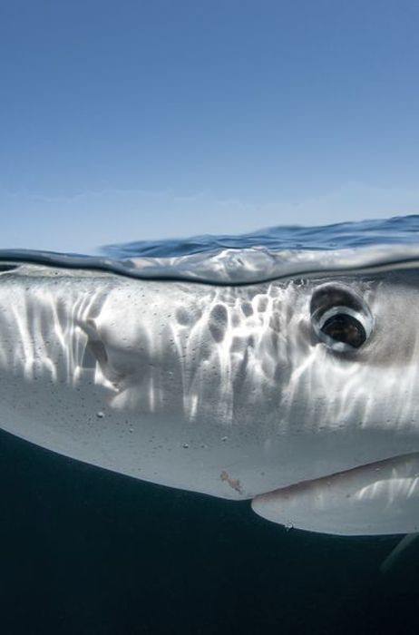 Foto - Sualtı dünyasından ilginç kareler