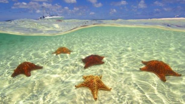 Foto - Sualtı dünyasından ilginç kareler