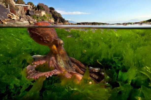 Foto - Sualtı dünyasından ilginç kareler