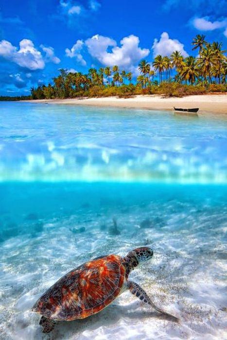 Foto - Sualtı dünyasından ilginç kareler