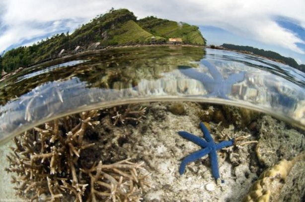 Foto - Sualtı dünyasından ilginç kareler