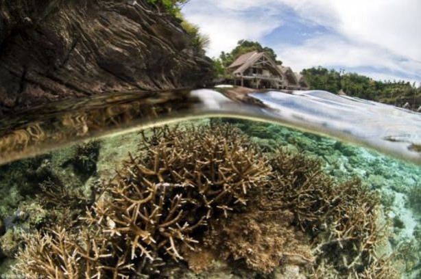 Foto - Sualtı dünyasından ilginç kareler