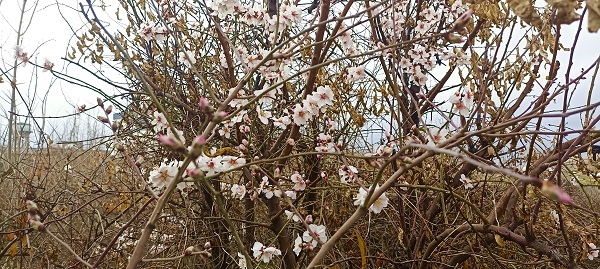 Foto - Şubat ayında ağaçlar çiçek açtı!