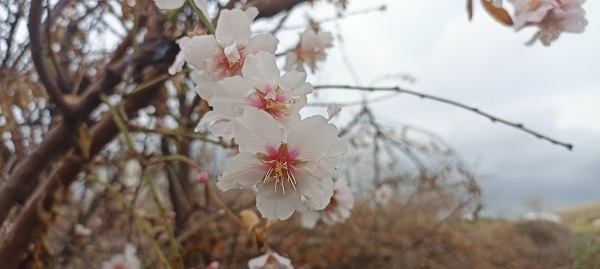 Foto - Şubat ayında ağaçlar çiçek açtı!