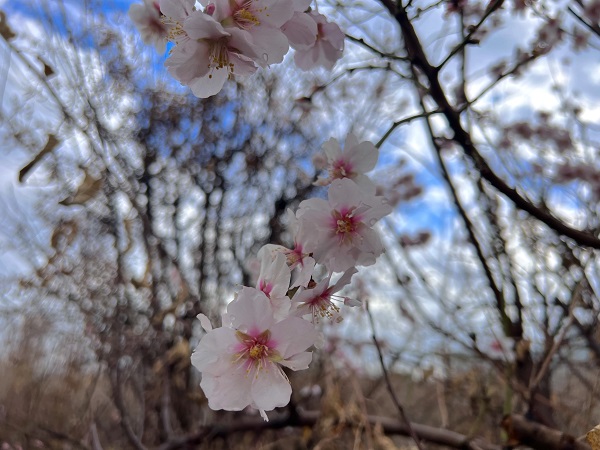 Foto - Şubat ayında ağaçlar çiçek açtı!
