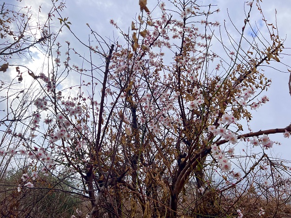 Foto - Şubat ayında ağaçlar çiçek açtı!