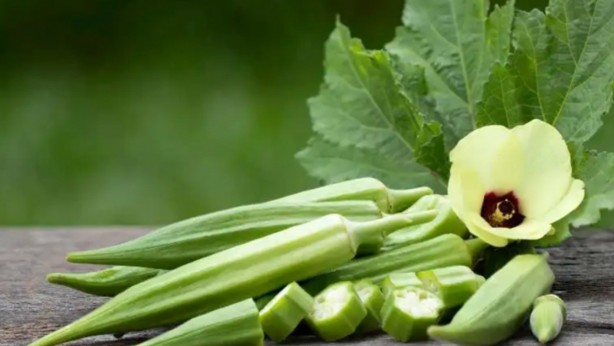 Foto - Suda bekletip içen tığ gibi oluyor! Bamya tohumu: Yağı eritiyor bağırsakları da hızlı çalıştırıyor! Bunu yapın 