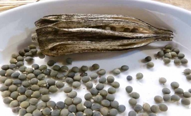 Foto - Suda bekletip içen tığ gibi oluyor! Bamya tohumu: Yağı eritiyor bağırsakları da hızlı çalıştırıyor! Bunu yapın 