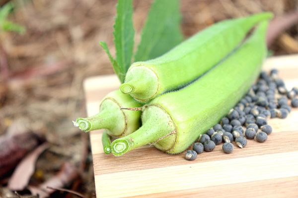 Foto - Suda bekletip içen tığ gibi oluyor! Bamya tohumu: Yağı eritiyor bağırsakları da hızlı çalıştırıyor! Bunu yapın 