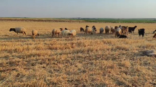 Foto - Suda zirai ilaç paniği! Hayvanlar 5 dakika içinde telef oldu