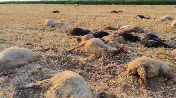 Foto - Suda zirai ilaç paniği! Hayvanlar 5 dakika içinde telef oldu