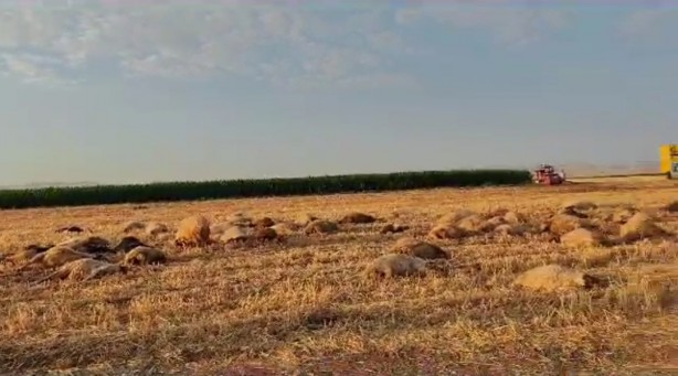 Foto - Suda zirai ilaç paniği! Hayvanlar 5 dakika içinde telef oldu