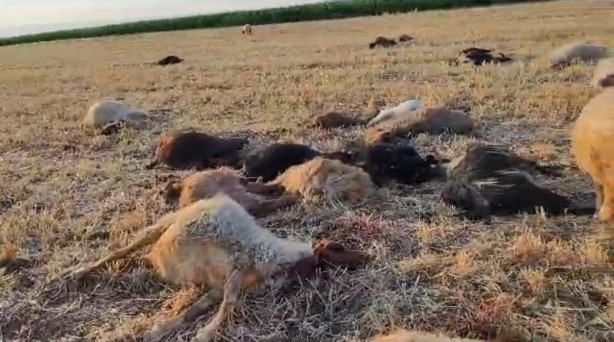 Suda zirai ilaç paniği! Hayvanlar 5 dakika içinde telef oldu