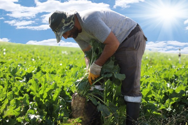 Foto - Sukkar Şeker üretim rekoru kırdı!