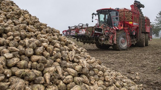 Sukkar Şeker üretim rekoru kırdı!