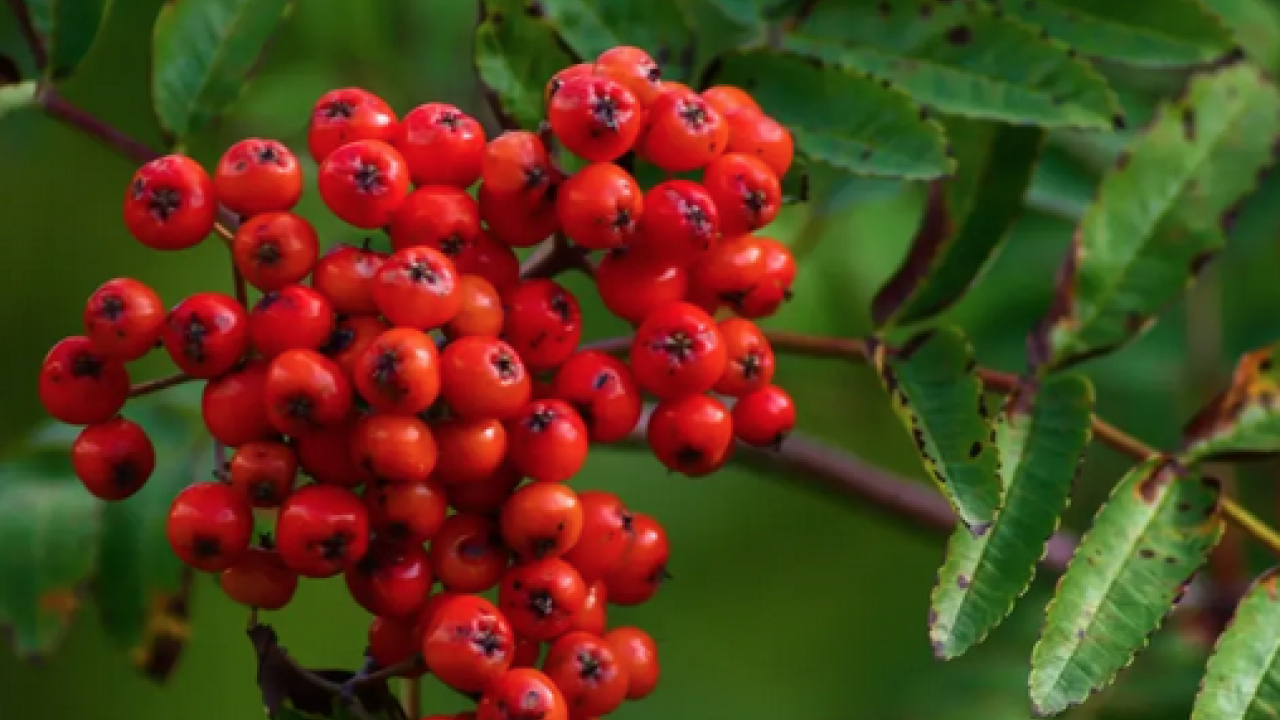 Foto - Reçeli, marmelatı, şurubu yapılıyor: İltihap kurutucu modern tıbbın radarında