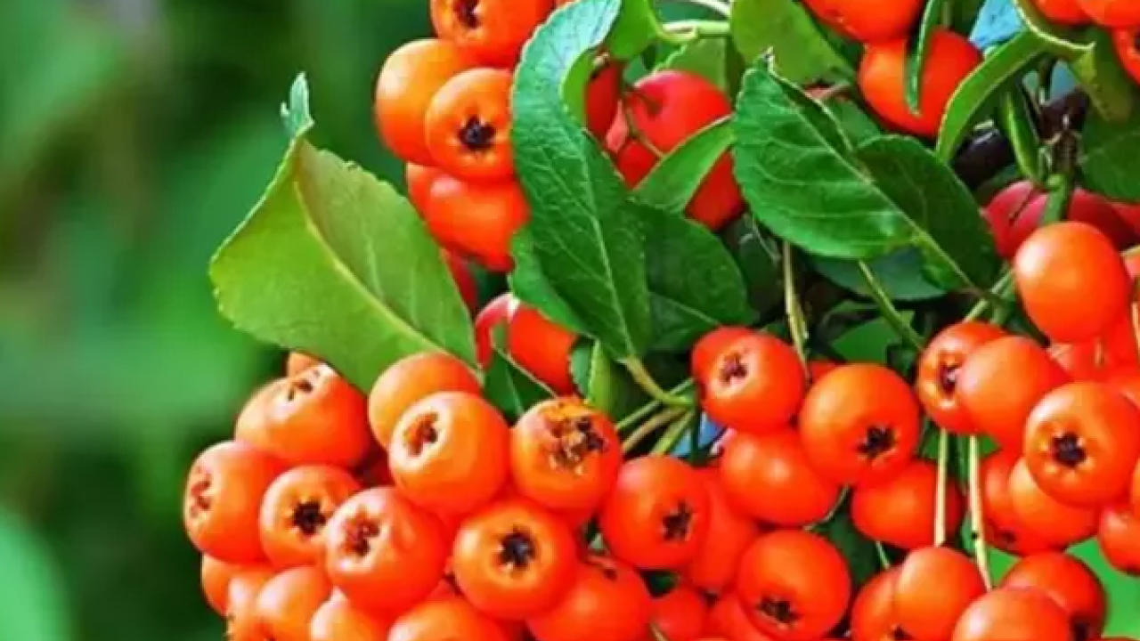 Foto - Reçeli, marmelatı, şurubu yapılıyor: İltihap kurutucu modern tıbbın radarında