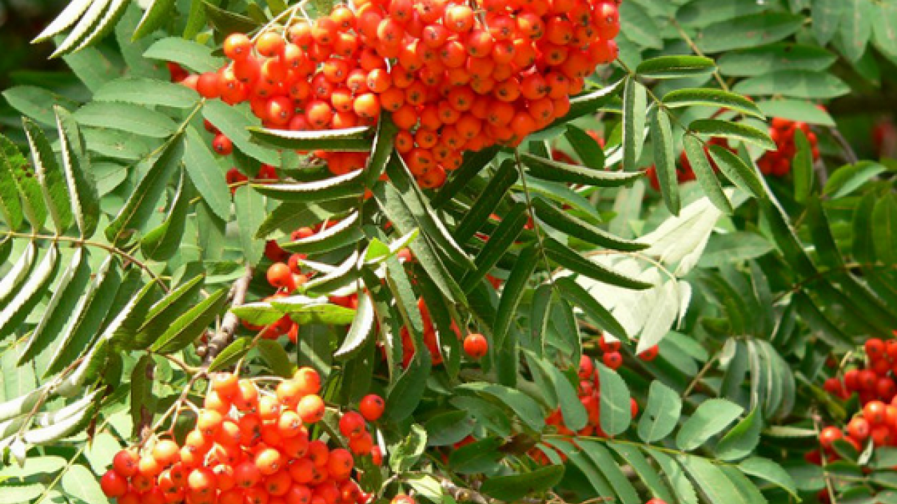 Foto - Reçeli, marmelatı, şurubu yapılıyor: İltihap kurutucu modern tıbbın radarında