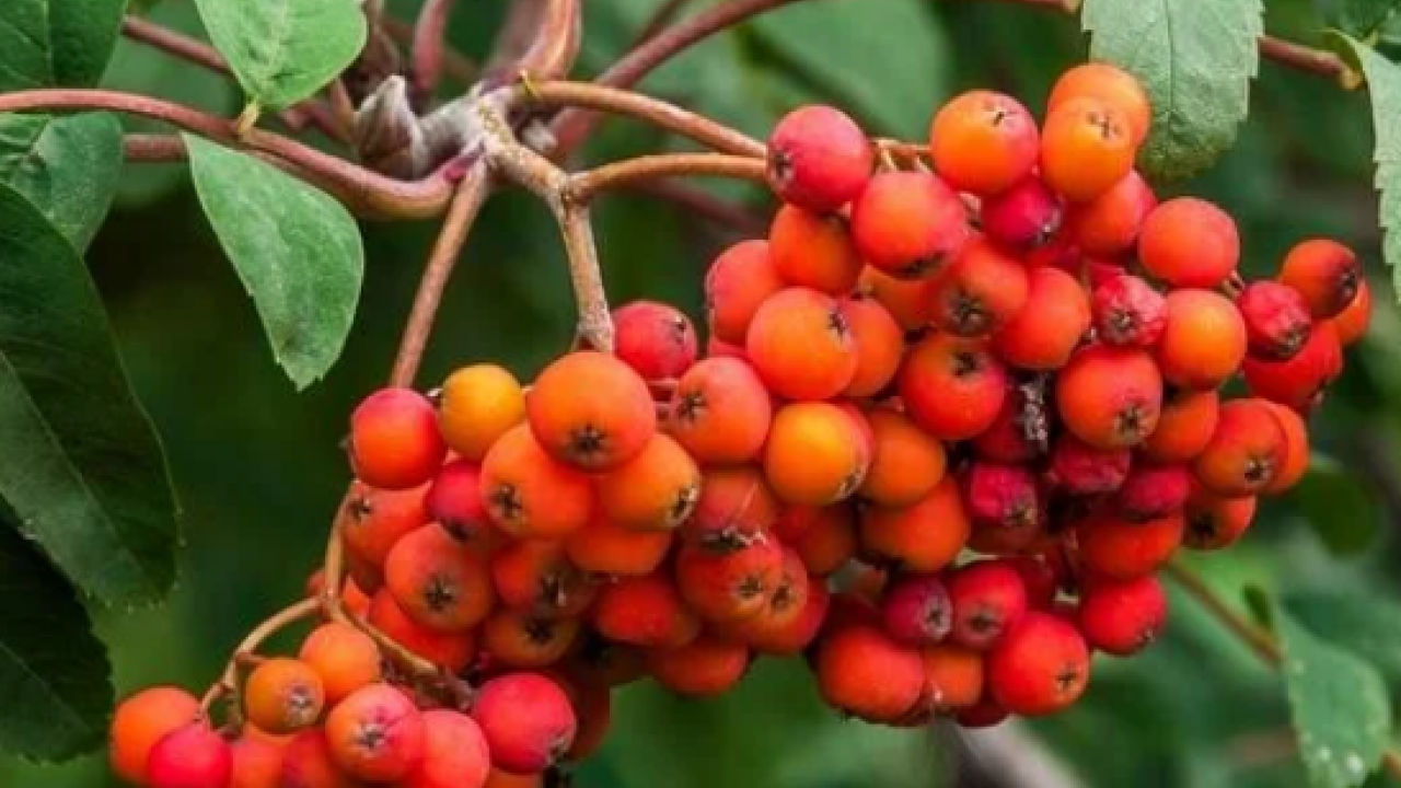 Reçeli, marmelatı, şurubu yapılıyor: İltihap kurutucu modern tıbbın radarında