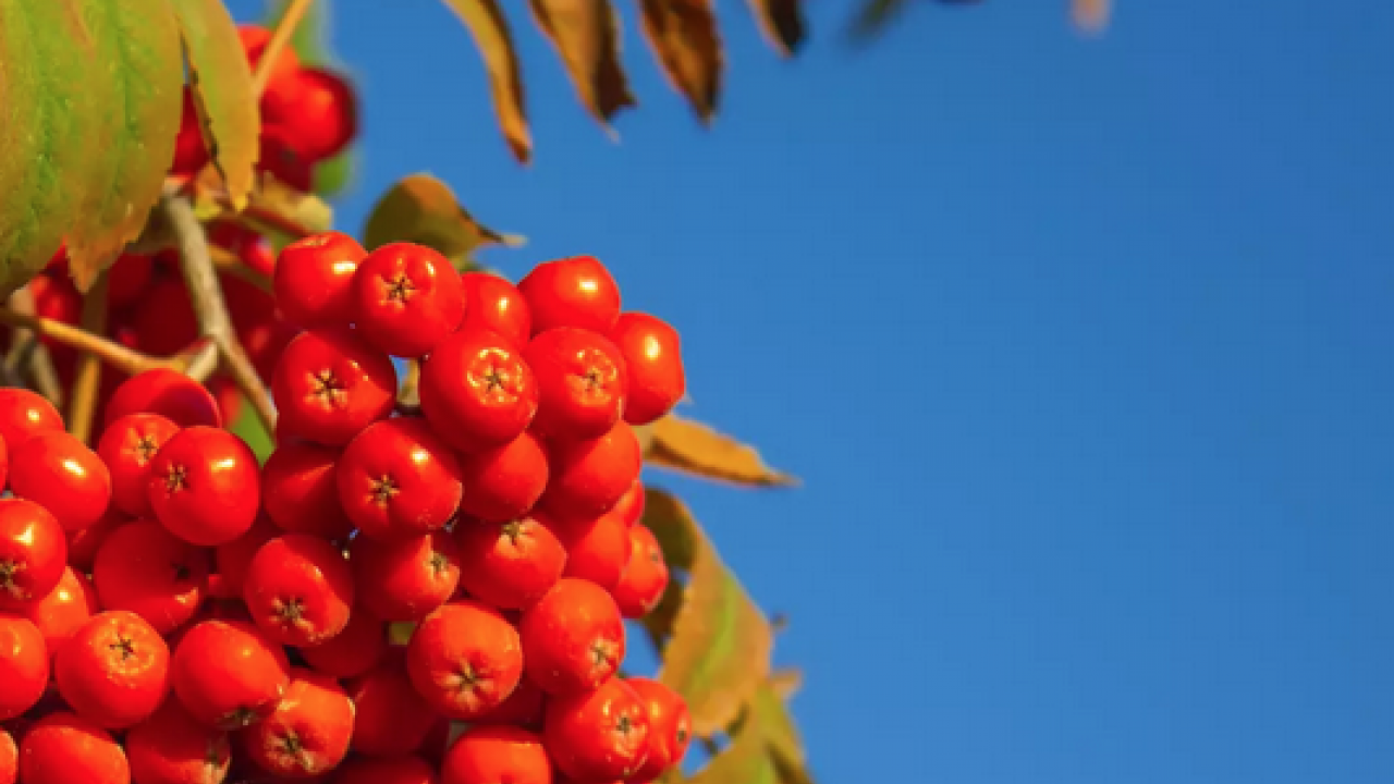 Foto - Reçeli, marmelatı, şurubu yapılıyor: İltihap kurutucu modern tıbbın radarında