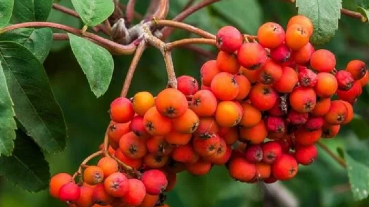 Foto - Reçeli, marmelatı, şurubu yapılıyor: İltihap kurutucu modern tıbbın radarında