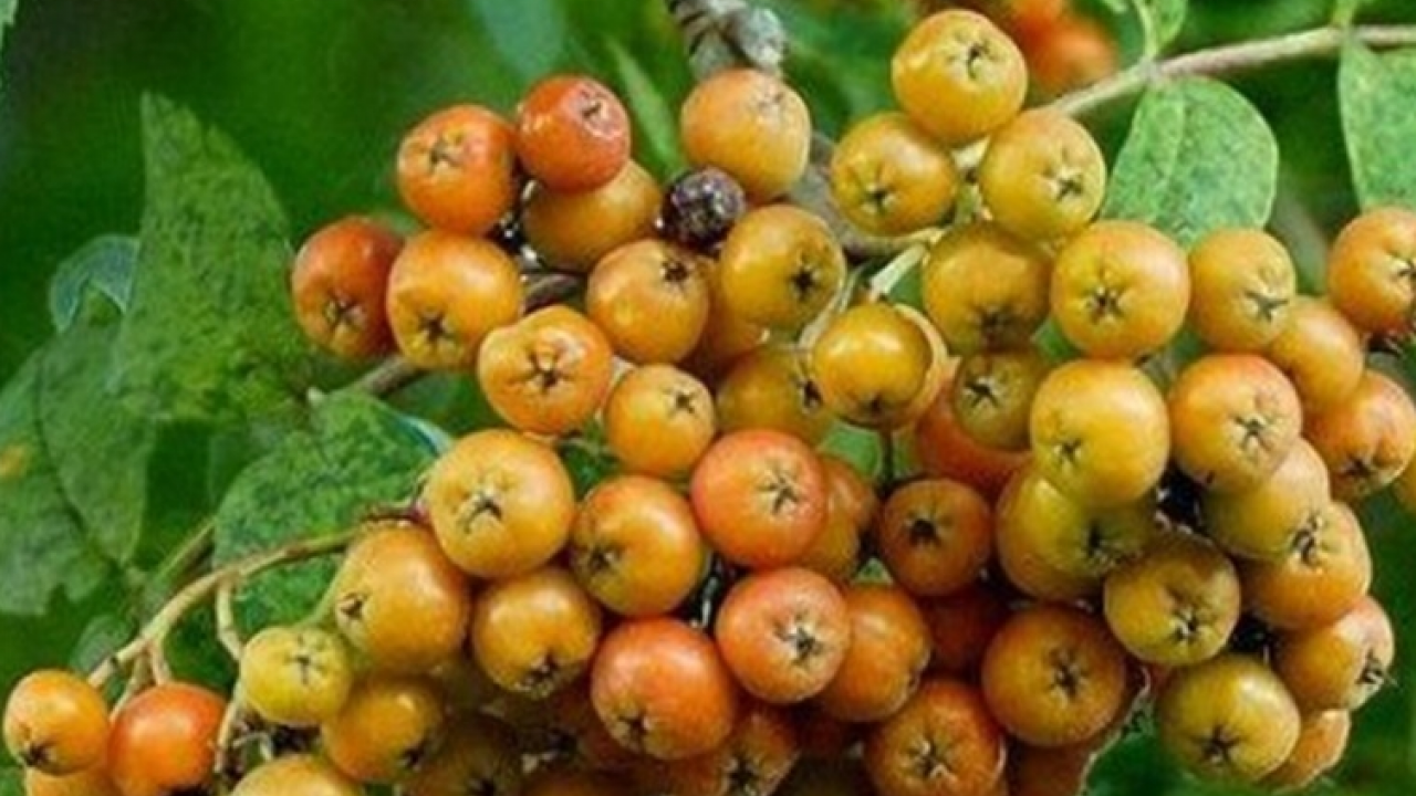 Foto - Reçeli, marmelatı, şurubu yapılıyor: İltihap kurutucu modern tıbbın radarında