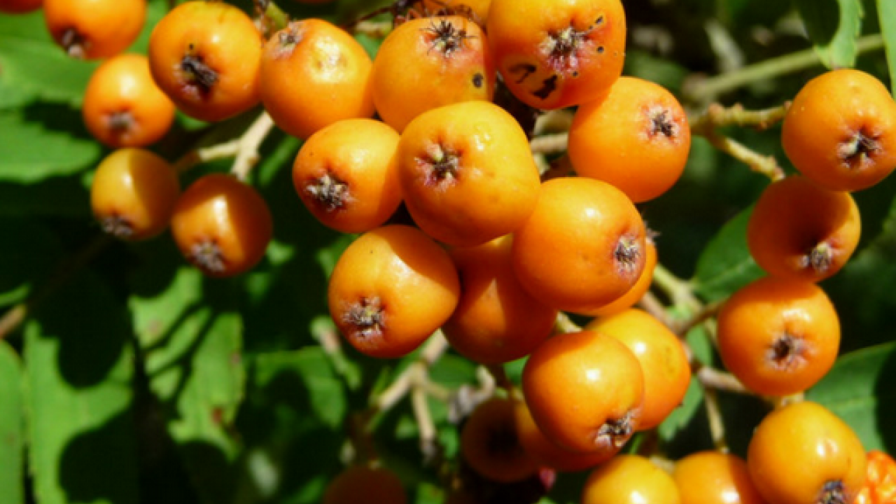 Foto - Reçeli, marmelatı, şurubu yapılıyor: İltihap kurutucu modern tıbbın radarında