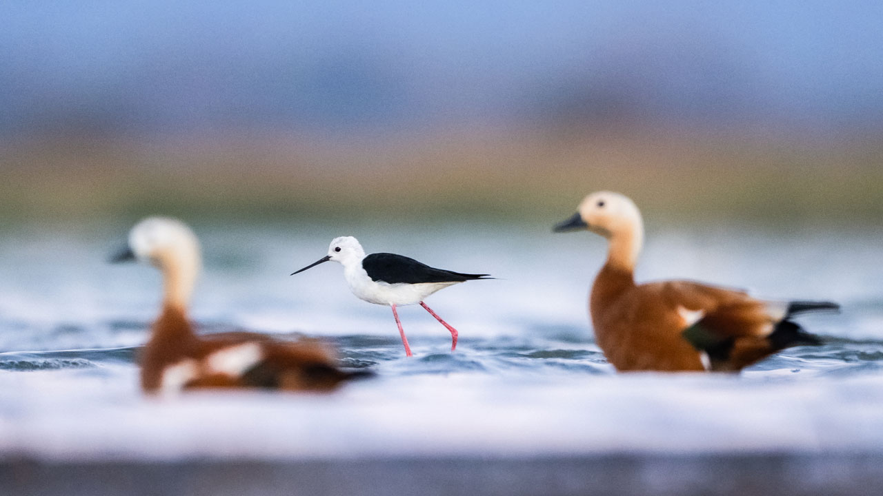 Foto - Sulak alanların ince bacaklı misafirleri! Zarif göçmenler yola çıktı
