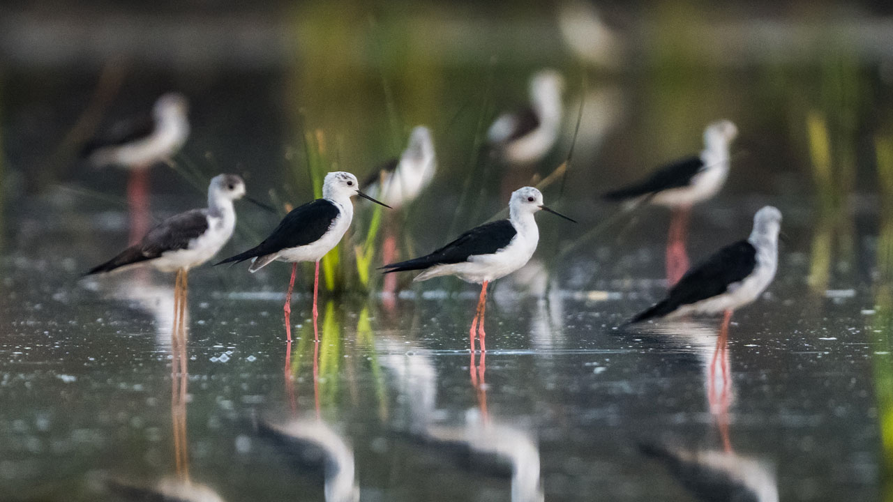 Foto - Sulak alanların ince bacaklı misafirleri! Zarif göçmenler yola çıktı