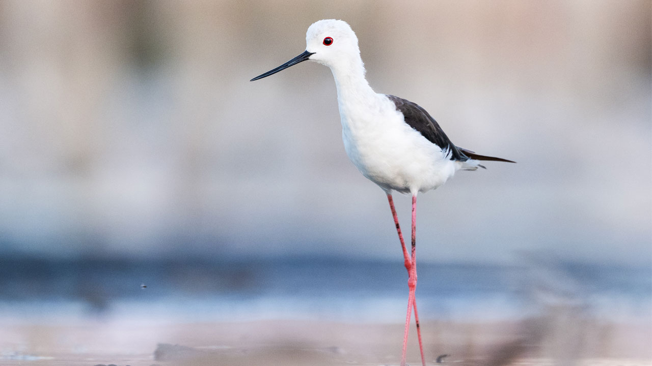 Foto - Sulak alanların ince bacaklı misafirleri! Zarif göçmenler yola çıktı