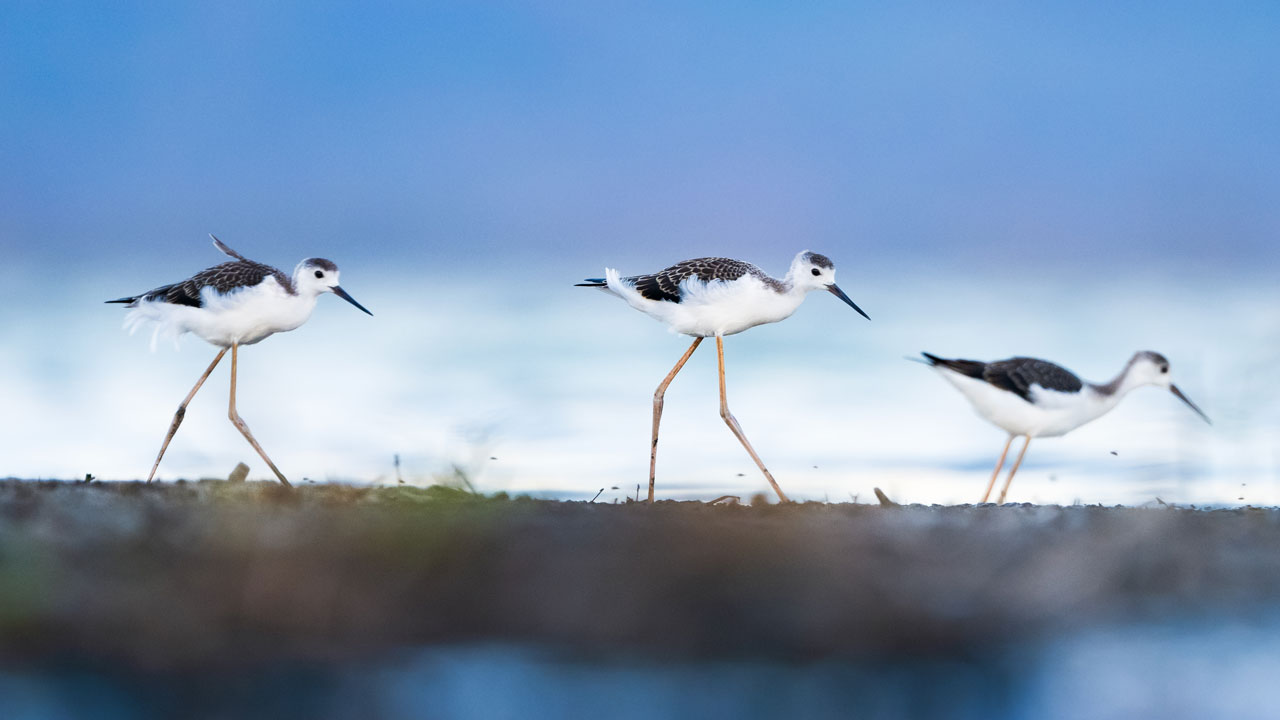 Foto - Sulak alanların ince bacaklı misafirleri! Zarif göçmenler yola çıktı