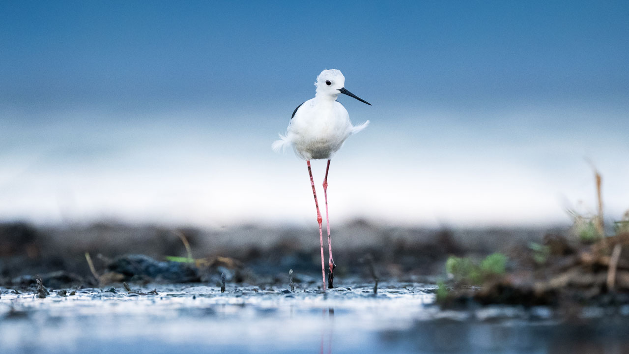 Sulak alanların ince bacaklı misafirleri! Zarif göçmenler yola çıktı